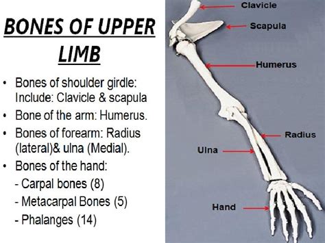 Bones Of Upper Limb