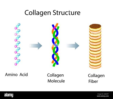 Vector Illustration With Collagen Structure For Medical And Educational