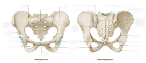 Pelvis Osteology Diagram Quizlet