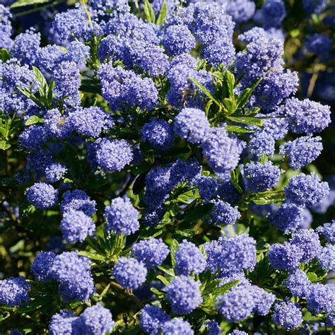 Ceanothus Blue Mound Californian Lilac Gardenersdream