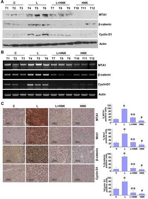 In Vivo Evidence For Hnk Mediated Inhibition Of Leptin Induced