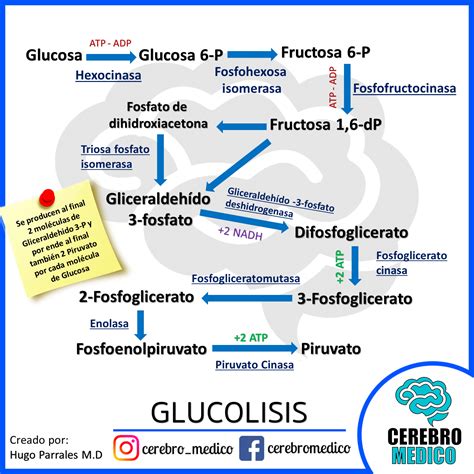 Top Imagen Glucolisis Mapa Mental Viaterra Mx The Best Porn Website