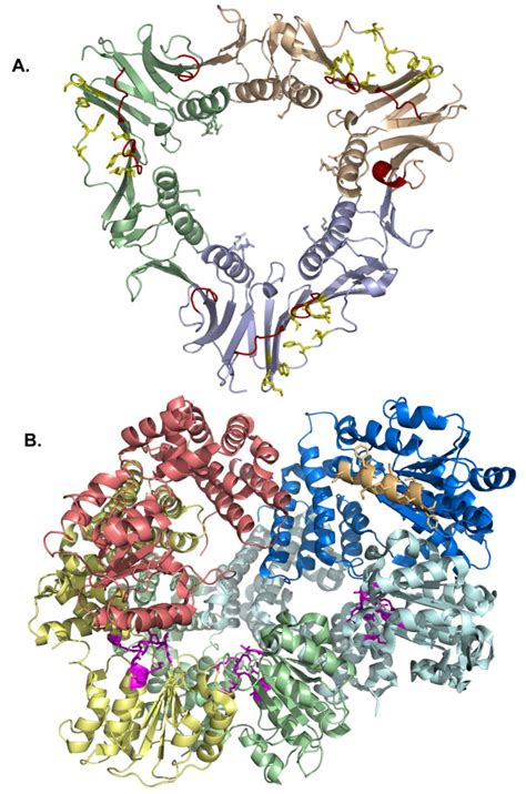 Structures Of T4 Gp45 Clamp And The E Coli Clamp Loader A Protein