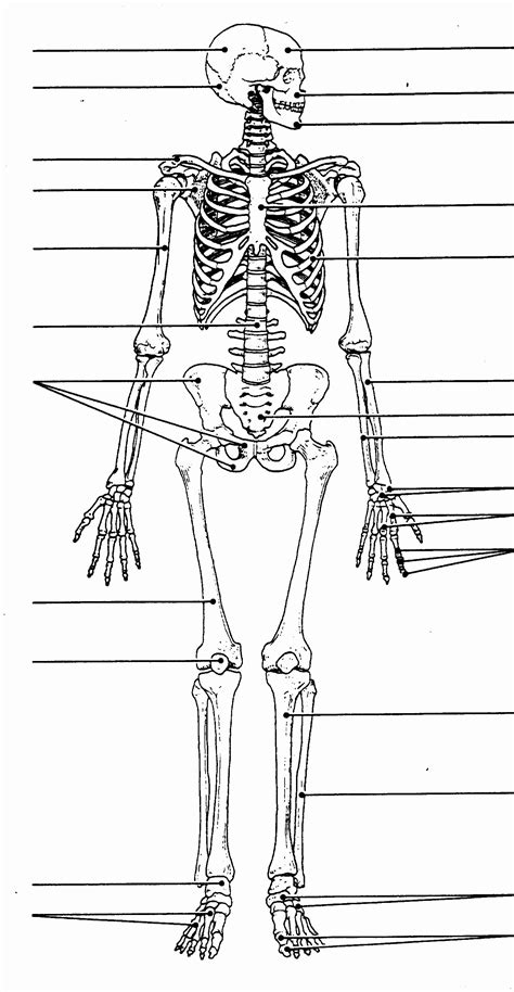 Unlabeled Diagram Of The Skeletal System