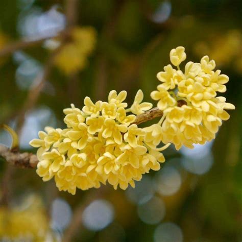 10 Osmanthus Fragrans Seeds Fragrans Sweet Olive Seed S114 EBay