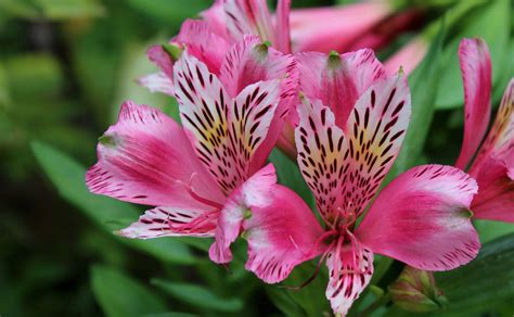 Peruvian Lilies Are Long-Lasting in the Garden and the Vase | Peruvian ...