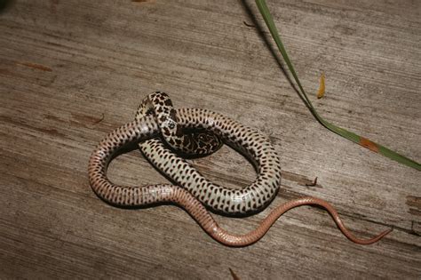 Racer (Coluber constrictor) - Reptiles and Amphibians of Iowa