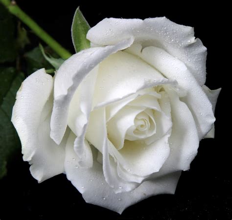 10 Most Loveliest White Flowers In The World Yabibo