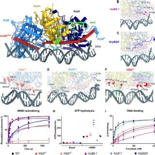 Structural Basis Of DNA Binding By The INO80 A Module A Structural