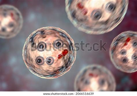 Cysts Entamoeba Histolytica 3d Illustration Parasitic Stock Illustration 2066516639 Shutterstock