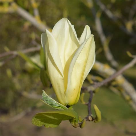 Magnolia Fairy White™ Micjur05 Frank P Matthews