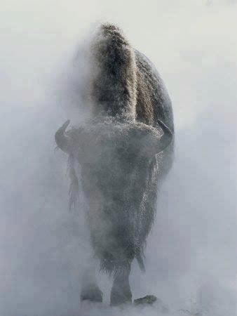 Bison Snow Storm