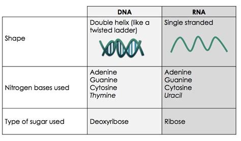 What Are Nucleic Acids Structure Function Expii