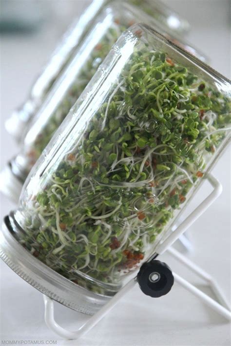 How To Grow Sprouts In Your Kitchen The Easy Way Growing Sprouts