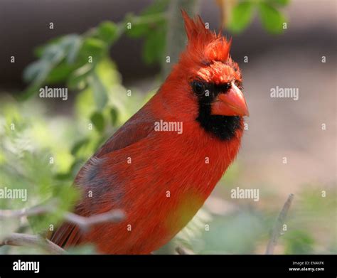 Male Northern Or Red Cardinal Cardinalis Cardinalis Closeup Of Upper