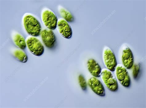 Scenedesmus Sp Green Alga Lm Stock Image C0512156 Science