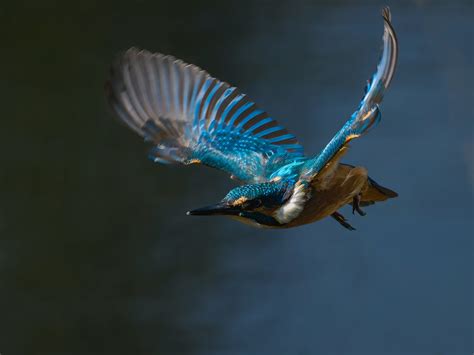 Kingfisher In Flight Eisvogel Kingfisher Mart N Pescad Flickr