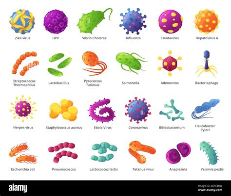 Microorganismo Causante De Enfermedades Imágenes Vectoriales De Stock Alamy