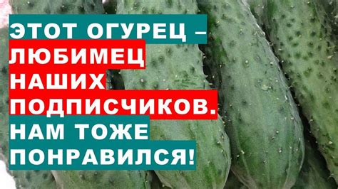 Этот огурец - любимец наших подписчиков, теперь растет на нашем огороде ...