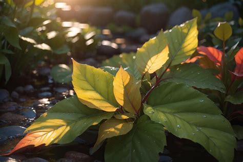 Premium Photo Garden Leaves After The Rain At Sunset