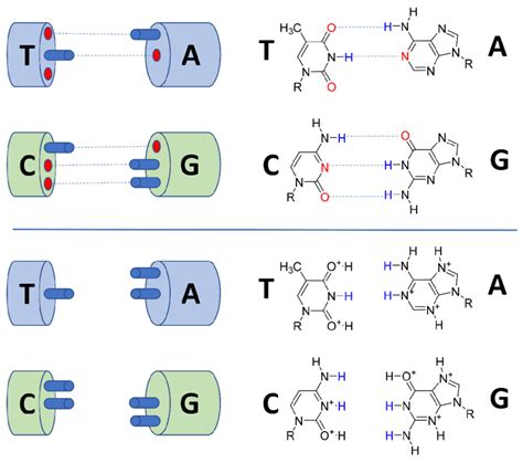 Fig. S16. Protonation and anticipated interference with nucleic acid ...