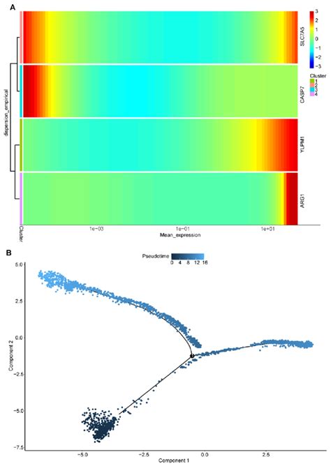 Pseudotime And Trajectory Analysis A Heatmap Of The Four Hub Genes Download Scientific