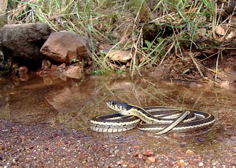 snake filled waters   united states