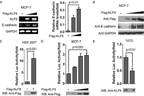 Figure 2 From Krüppel Like Factor 9 Upregulates E Cadherin