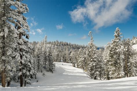 Cen Rio De Tirar O F Lego De Uma Floresta De Neve Cheia De Abetos Sob O