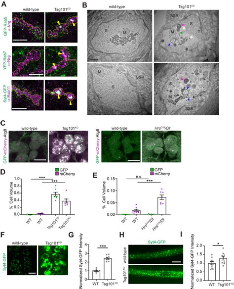 Synaptic Ev Cargoes Accumulate In Abnormal Endosomal And Autophagic