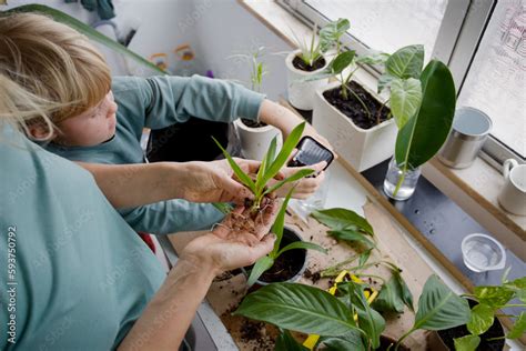 Care for indoor plants Stock Photo | Adobe Stock