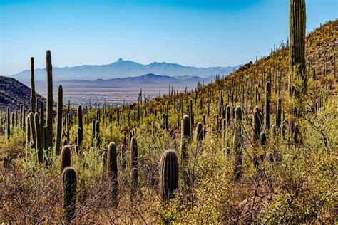 Saguaro National Park Winter