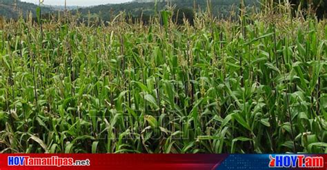 Hoy Tamaulipas Secretaria De Agricultura Y Desarrollo Rural Entregara