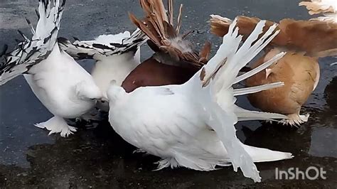 Rainy Day Beautiful All Color American Fentel And Telmark Pigeon