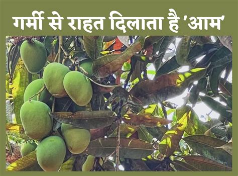 Mango Benefits गर्मी से राहत दिलाता है फलों का राजा आम