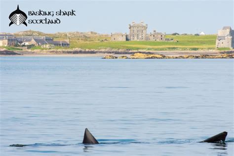 Basking Shark Tours Visitscotland