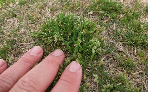 Options For Fall Poa Annua Control In Warm Season Lawns And Golf Turf