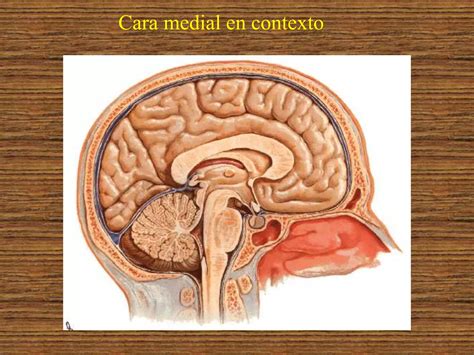 Configuración externa e interna del cerebro PPT