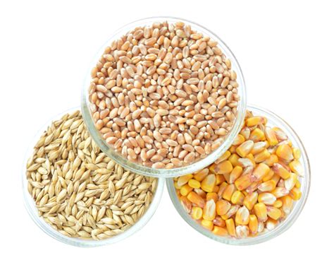 Grain Png Images Transparent Free Download