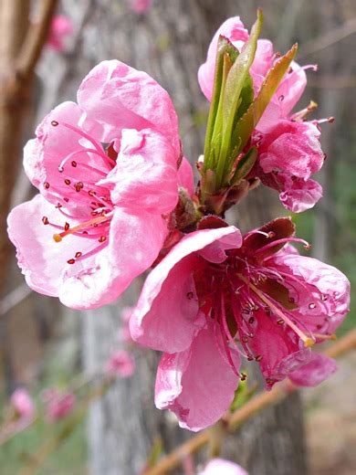 Peach, Prunus Persica