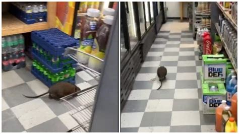 Se Viraliza Rata Gigante Paseando Por Supermercado De Nueva York