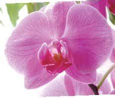 Cvijet Phalaenopsis različite boje 50 cm Bauhaus Akcija Njuškalo