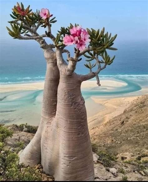 Un Adonium géant que lon trouve uniquement sur lîle de Socotora dans