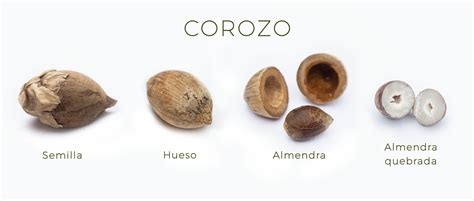 Inicio Del Corozal