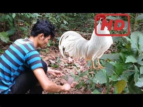 La Mejor Trampa De Pollos Salvajes En Khmer C Mo Atrapar El Pollo Con