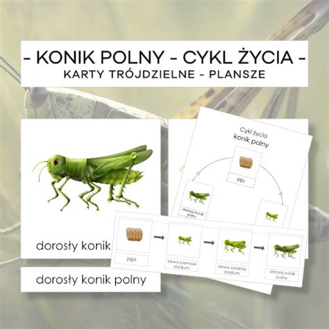 Cykl życia konika polnego karty trójdzielne 4 szt plansze 2 szt