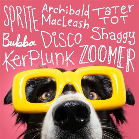 215+ Funny Dog Names Perfect for Your Goofy New Pup