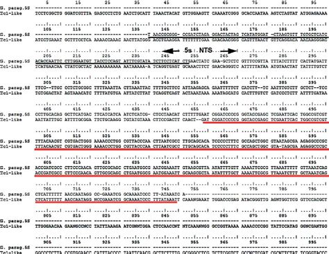 Figure From Physical Mapping Of S Rdna In Two Species Of Knifefishes