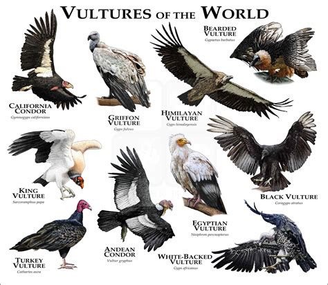 Vultures of the World Poster Print - inkart