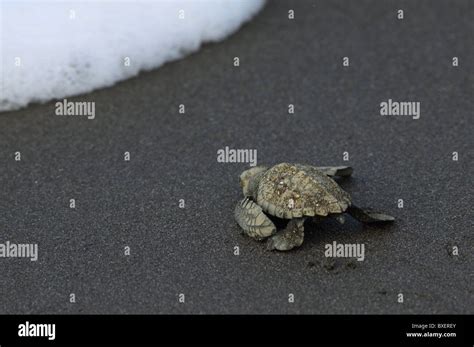 Crías De Tortuga Golfina Lepidochelys Olivacea Llegan Al Océano Fotografía De Stock Alamy